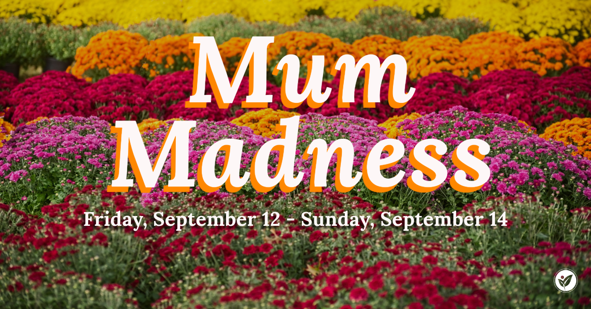 Mum Madness Weekend - Graf Growers