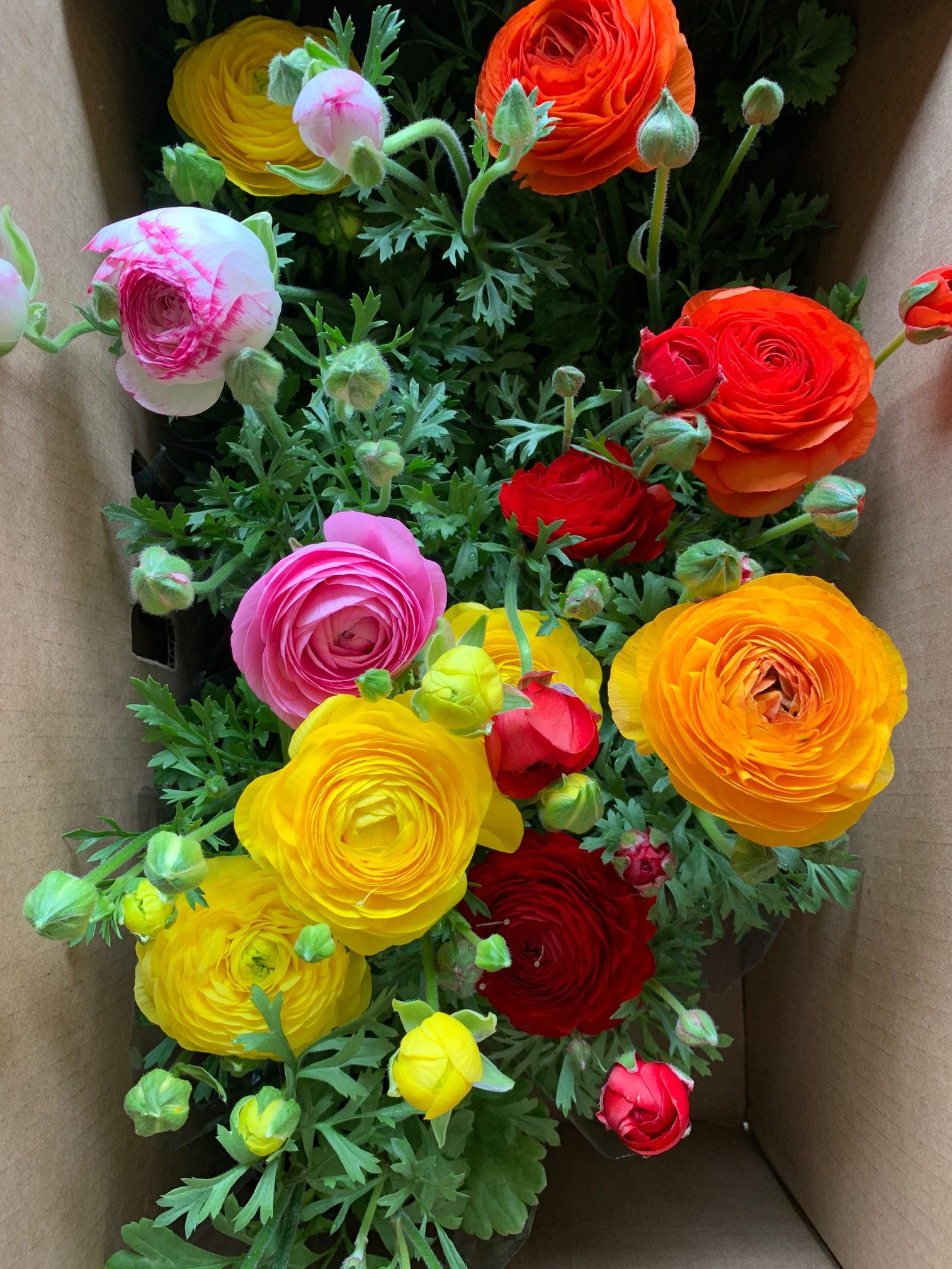 Early Spring Ranunculus 5 Flowers for Dynamic Early Spring Planters - Graf Growers