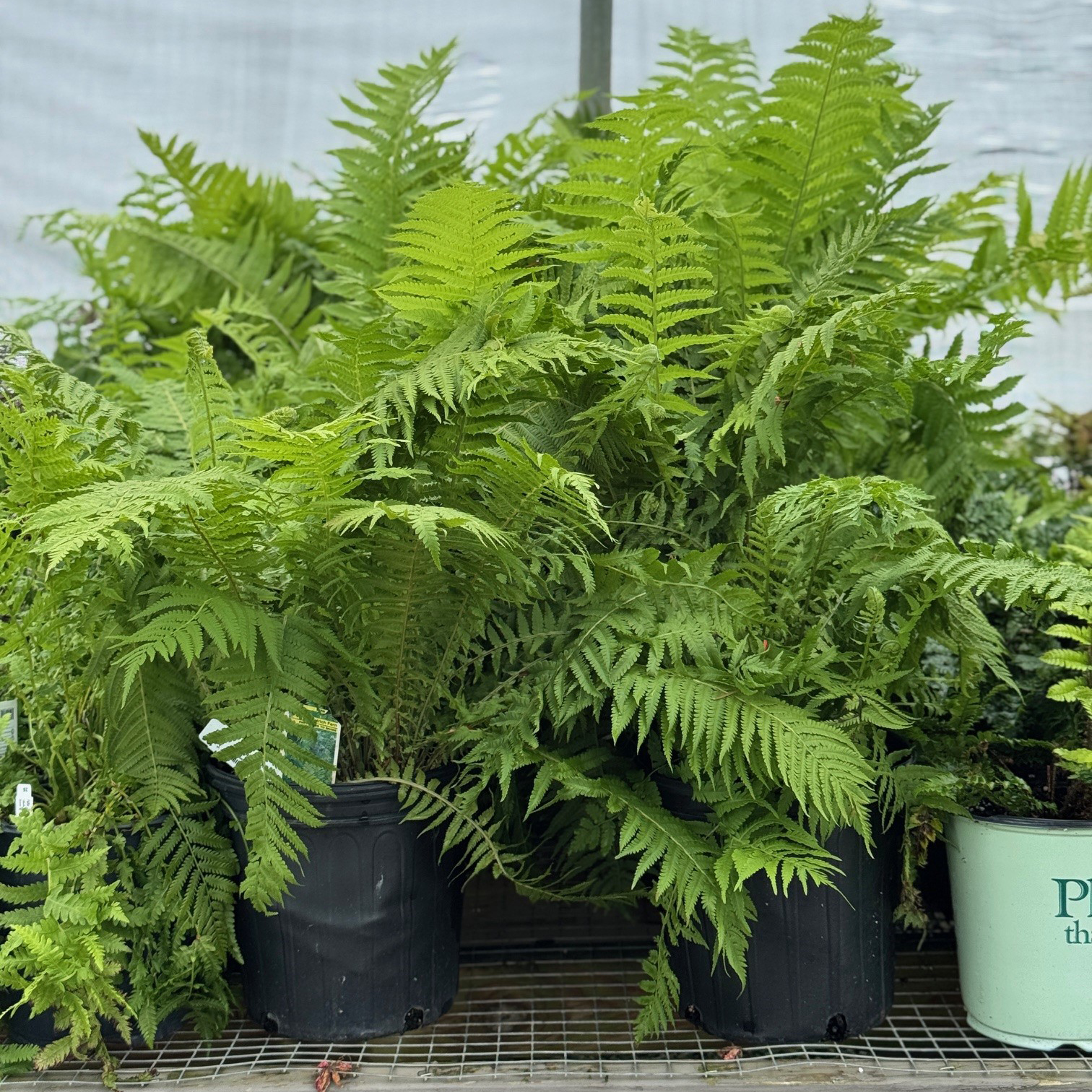 Ostrich Fern (1) - Graf Growers