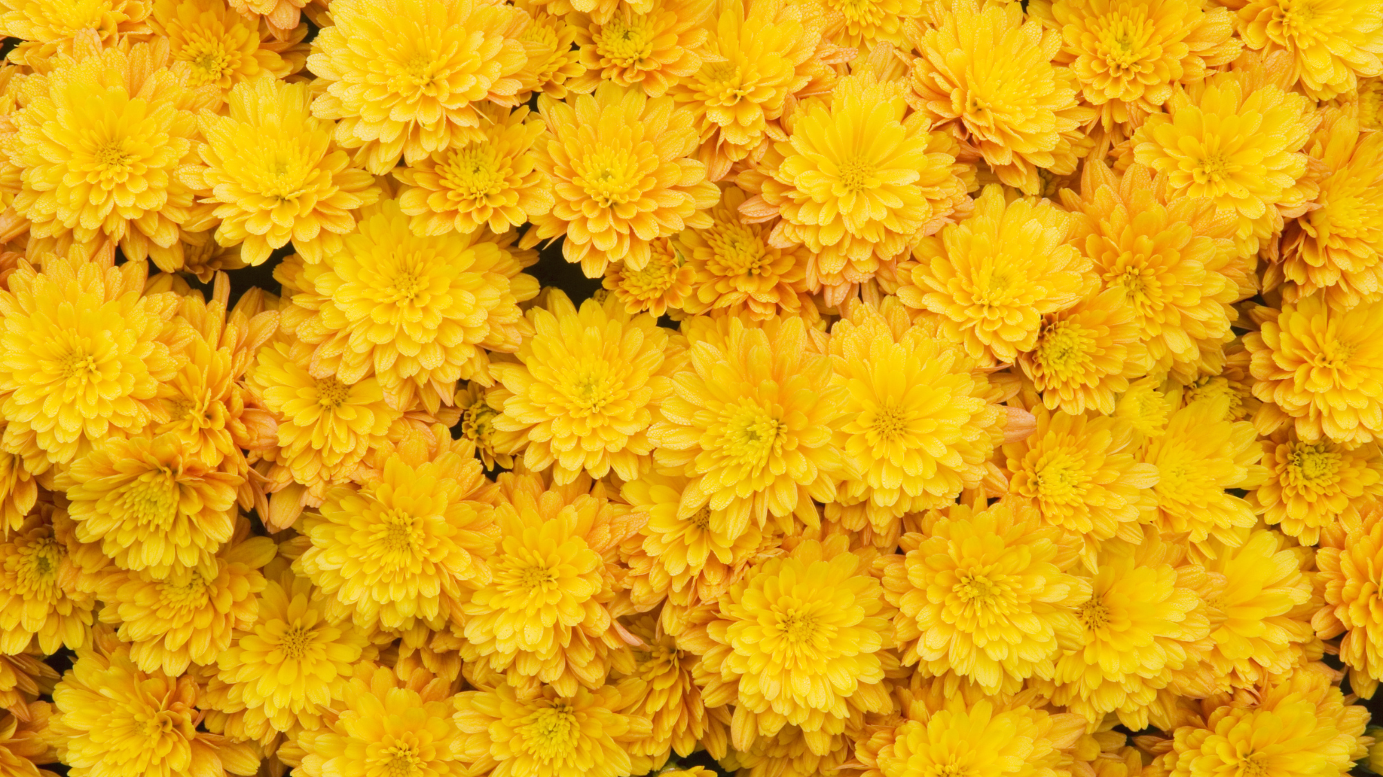 Mum Madness in Akron: Best Fall Mums for Your Garden - Graf Growers