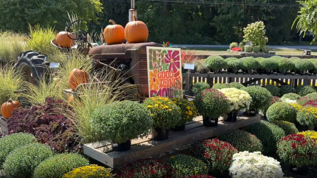 Best Pumpkins Near Akron for Fall Decorating and Carving - Graf Growers